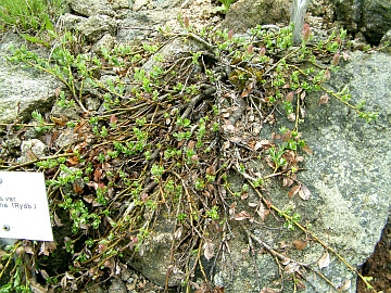 Brockengarten Salix onychiophylla bis Saussurea tsango (Bilder/Photos)